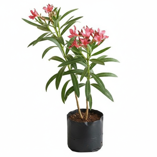Oleander Red - 10" Grow bag
