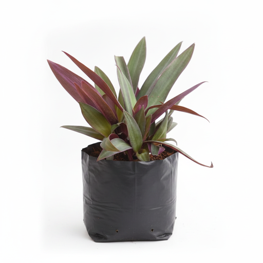 Rhoeo - 6" Grow bag
