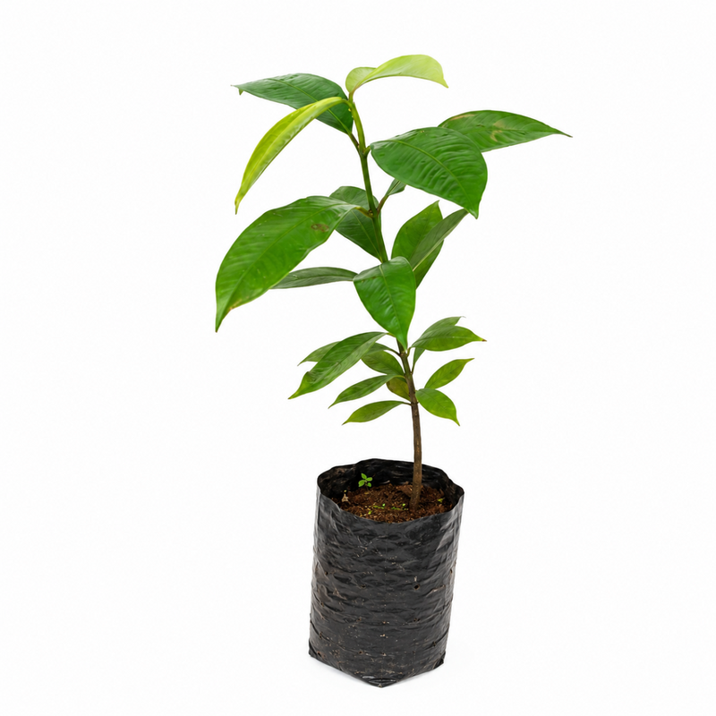 Kokum - 6" Grow bag