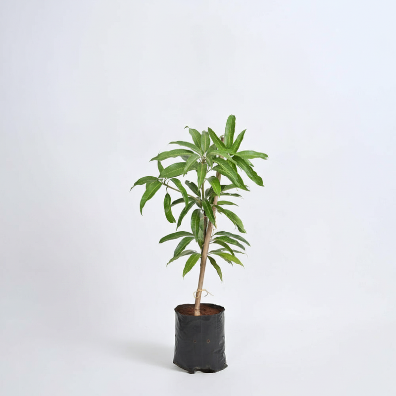 Mango Tree (Kesar, Grafted) - 10" Grow bag