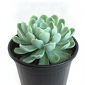 Mexican Snowball (Echeveria daldia) - 3" Pot