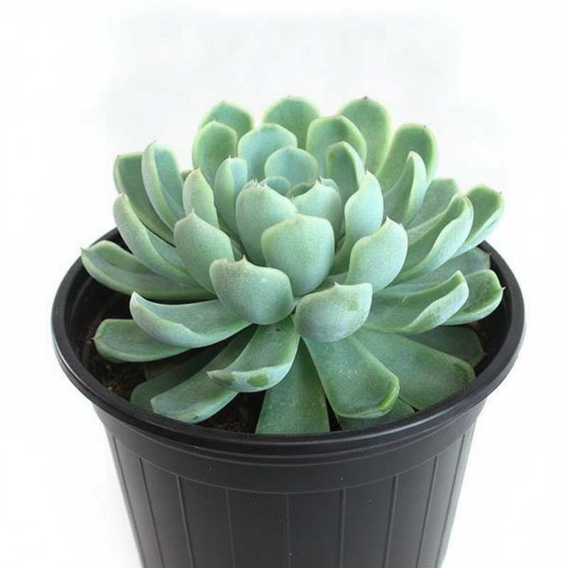 Mexican Snowball (Echeveria daldia) - 3" Pot