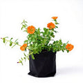Portulaca Orange - 6" Grow bag