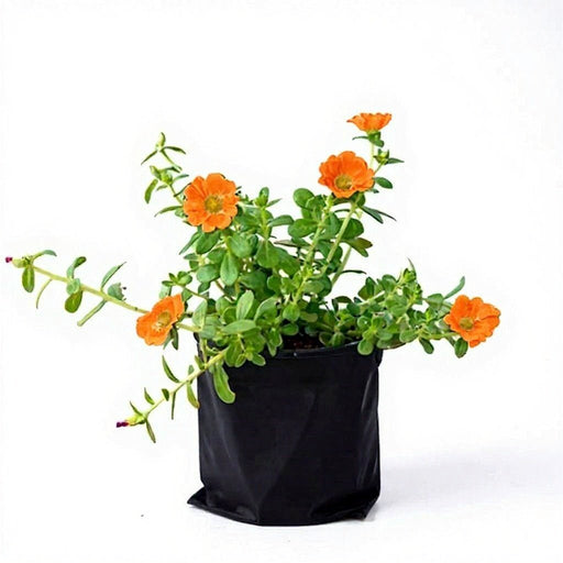 Portulaca Orange - 6" Grow bag