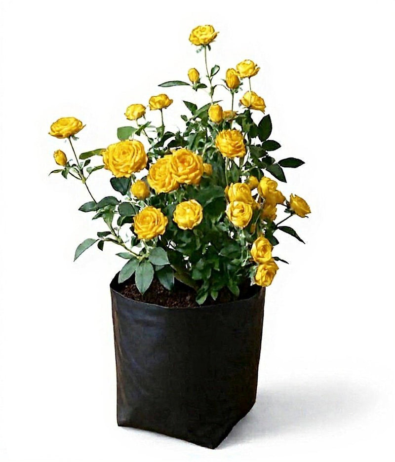 Miniature Rose White - 10" Grow bag