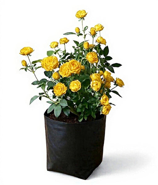 Miniature Rose White - 10" Grow bag