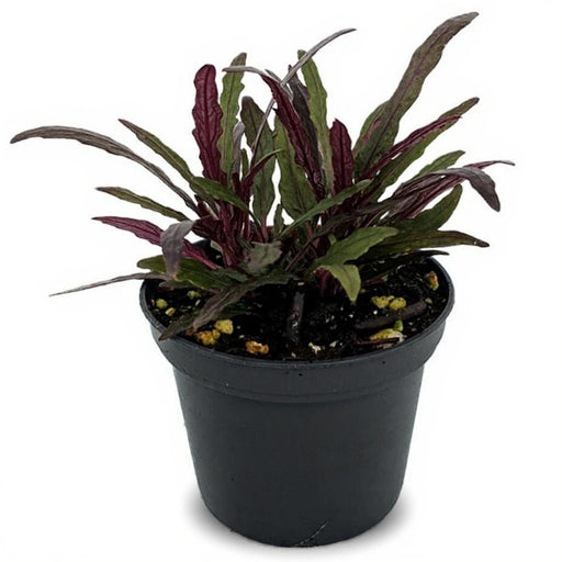 Hemigraphis repanda Green Magenta - 5" Pot