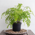 Maidenhair Fern - 5" Pot