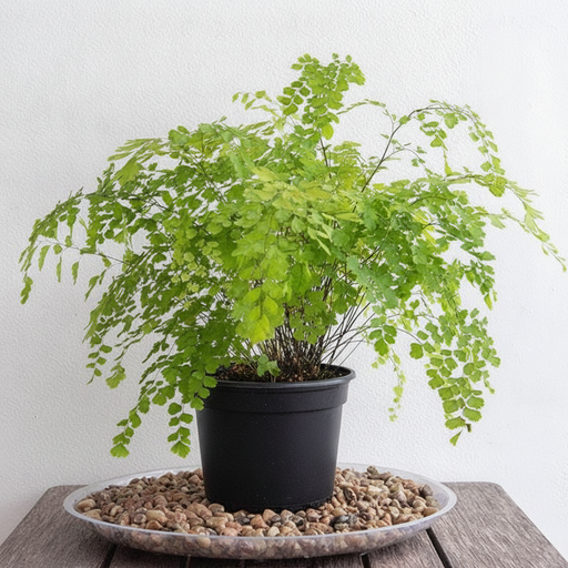 Maidenhair Fern - 5" Pot