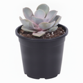Echeveria Perle von Nurnberg - 3" Pot