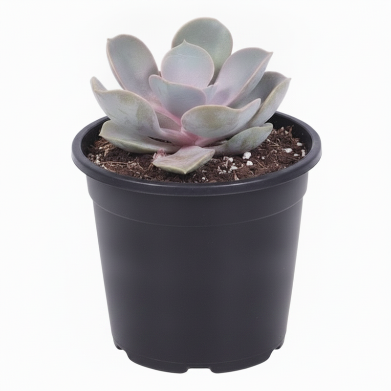 Echeveria Perle von Nurnberg - 3" Pot