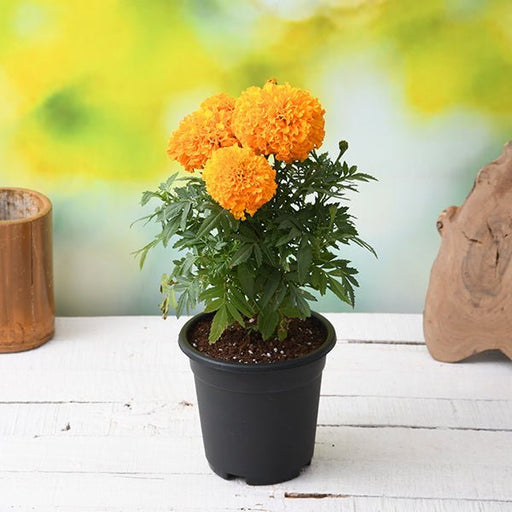 Marigold African Orange - 6" Pot