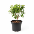 Tagar Mini - 6" Pot