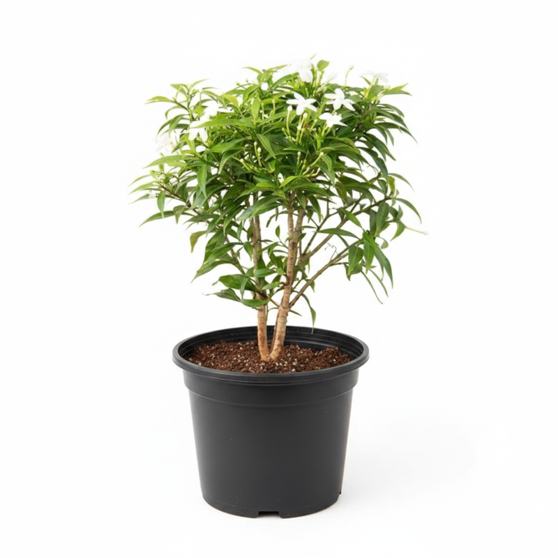 Tagar Mini - 6" Pot