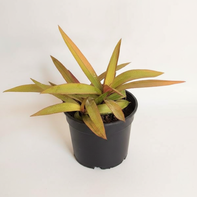 Rhoeo Golden Golden - 6" Pot
