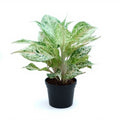 Aglaonema White Lipstick - 5" Pot