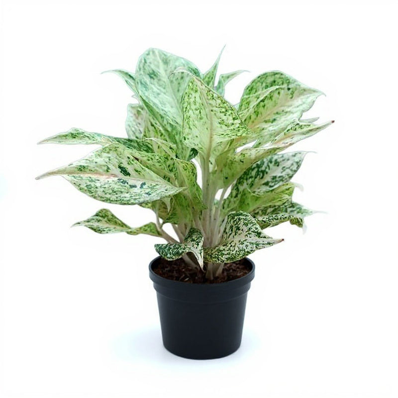 Aglaonema White Lipstick - 5" Pot