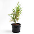 Croton (Gold Dust Thin Leaves) - 10" Grow bag