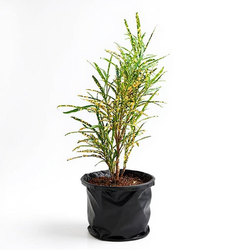 Croton (Gold Dust Thin Leaves) - 10" Grow bag