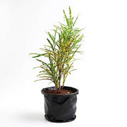 sku:PLT-CROTONKAPTAI-B10-NA