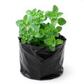 Oregano - 6" Grow bag