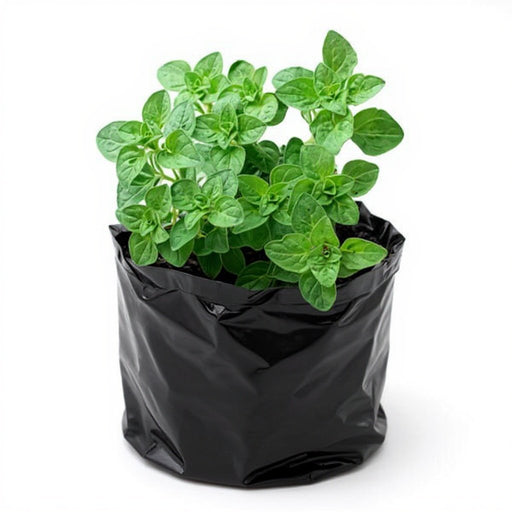 Oregano - 6" Grow bag