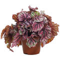 Begonia Escargot Pink - 5" Pot