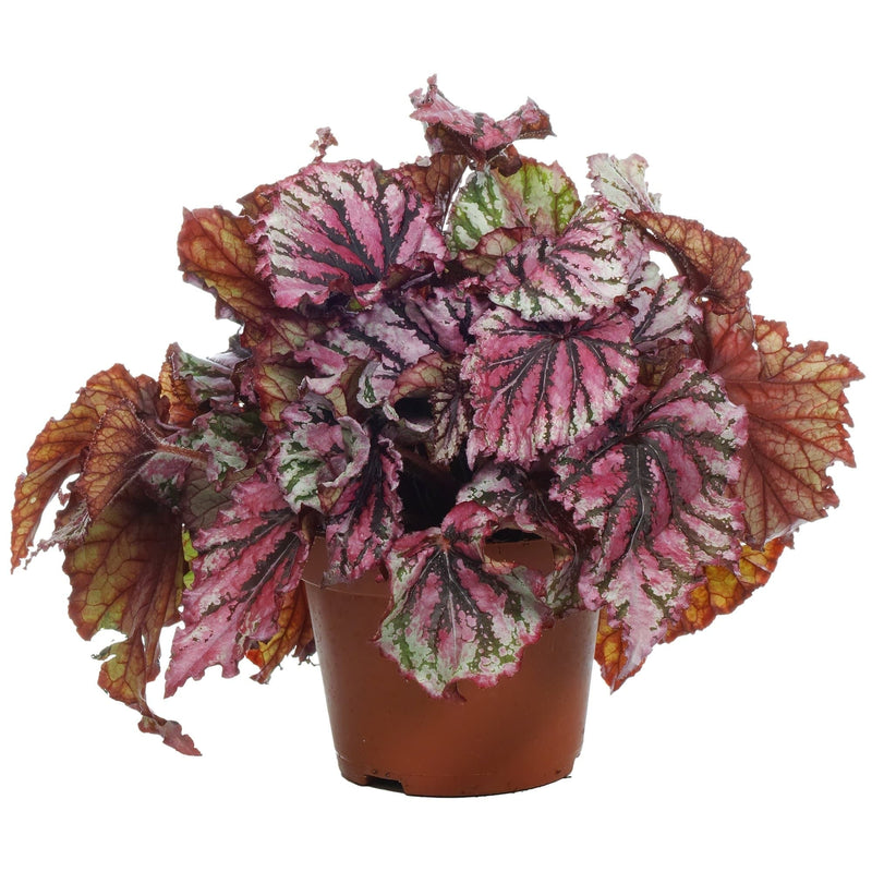 Begonia Escargot Pink - 5" Pot