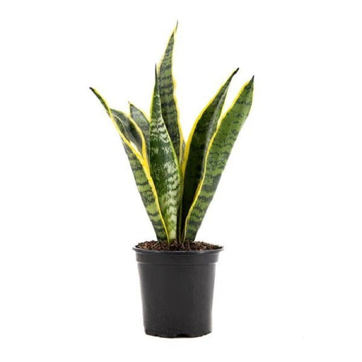 Sansevieria Laurentii Variegated - 6" Pot