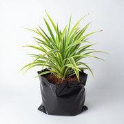 Spider Plant Variegated