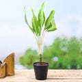 Aglaonema Diamond Bay - 6" Pot