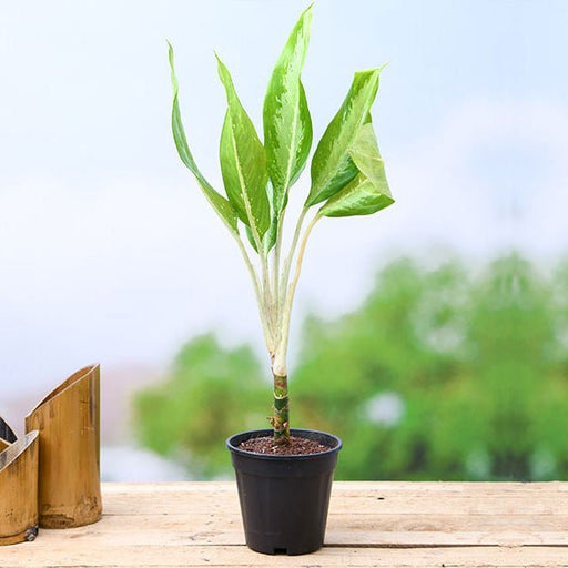 Aglaonema Diamond Bay - 6" Pot