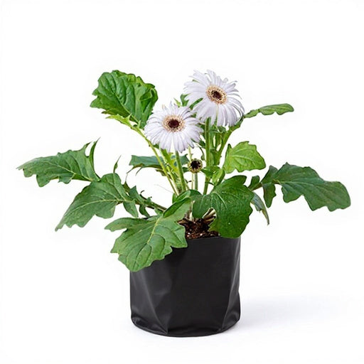 Gerbera White - 6" Grow bag