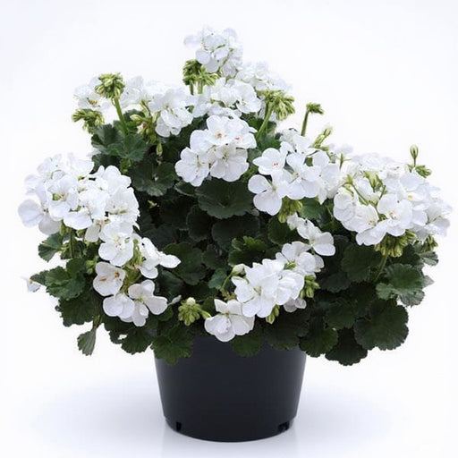 Geranium White - 5" Pot