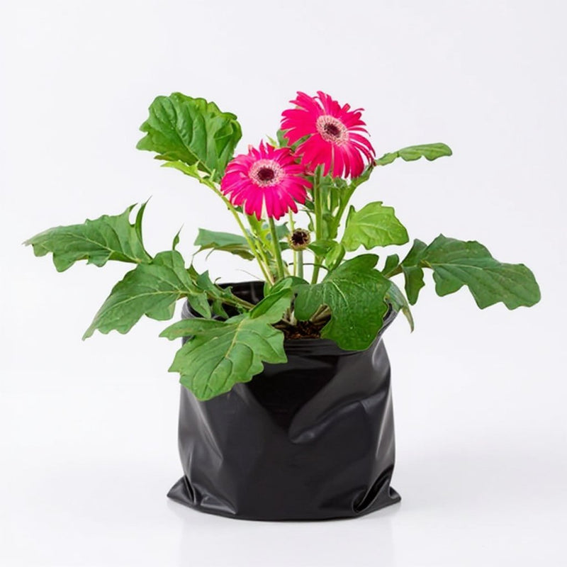Gerbera Orange