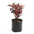 Eranthemum Red - 6" Grow bag