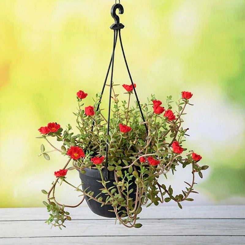 Portulaca Red - 8" Hanging basket