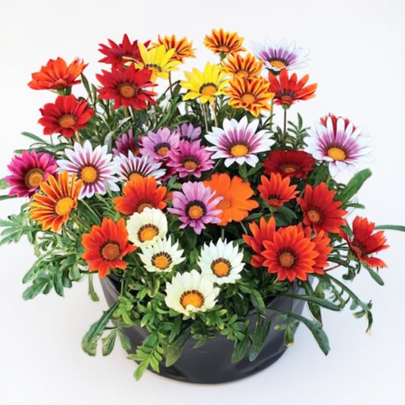 Gazania Assorted