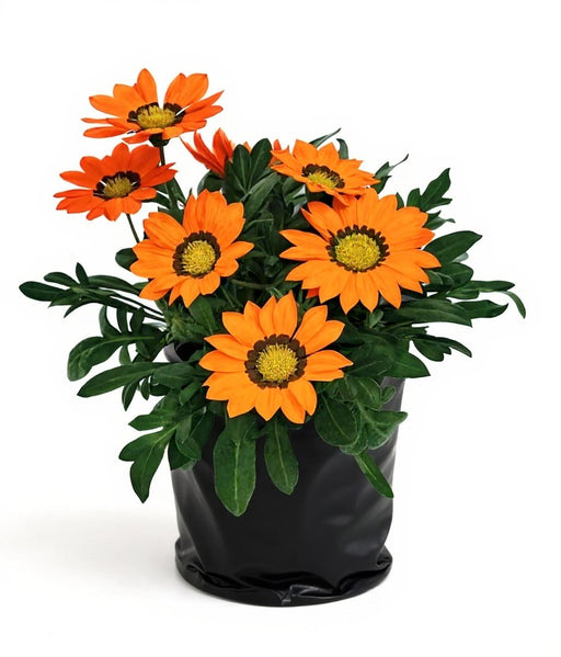 Gazania Orange - 6" Grow bag