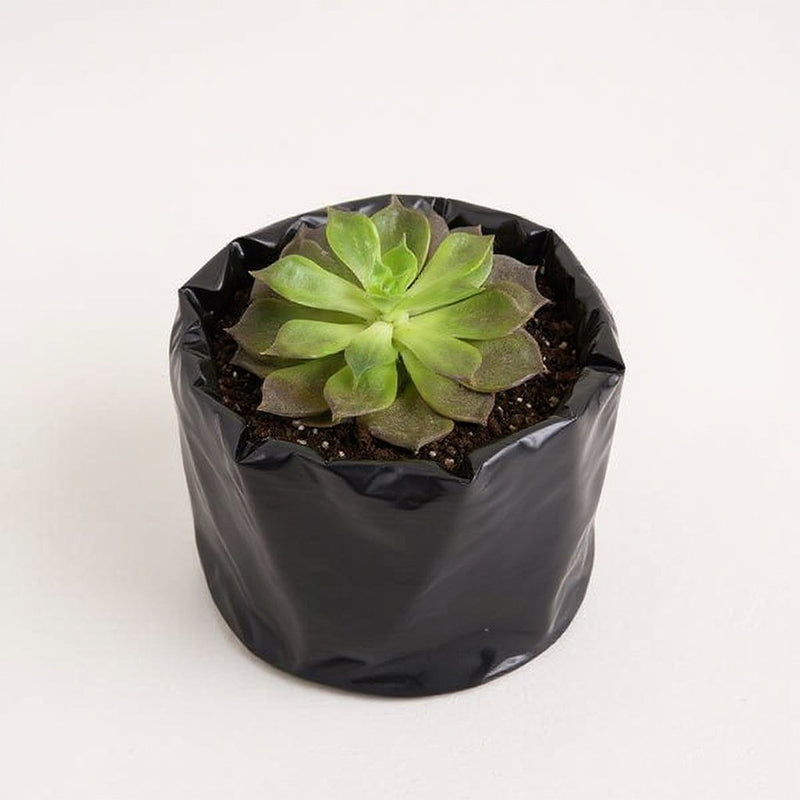 Echeveria Black Prince