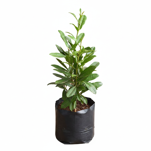 Allspice - 10" Grow bag
