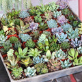 Succulent Plant Any Variety - 3" Pot