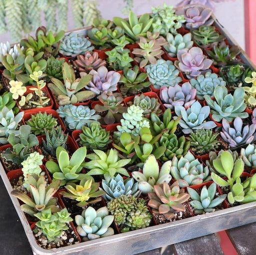 Succulent Plant Any Variety - 3" Pot