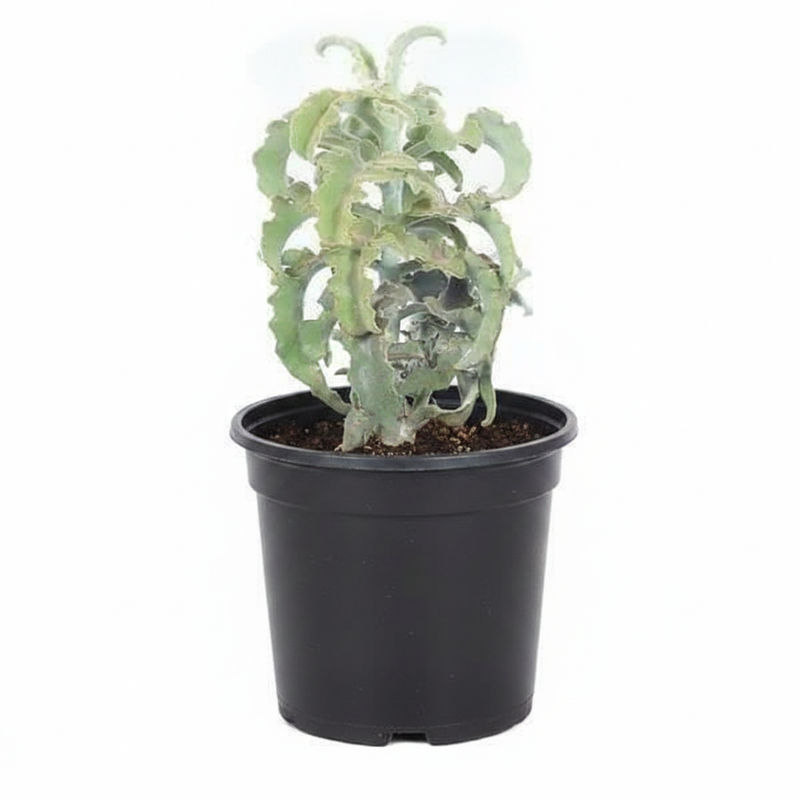 Felt Bush - 3" Pot