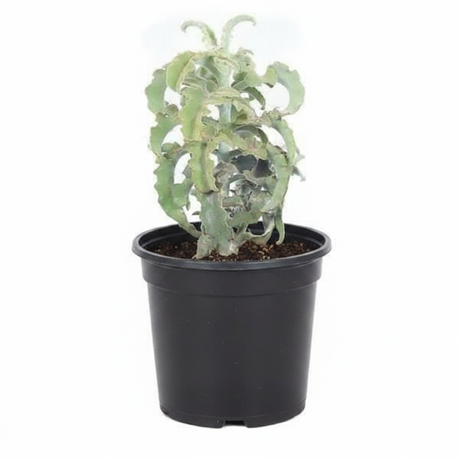 Felt Bush - 3" Pot