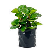 Peperomia