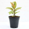 Rubber Tree Shivereana - 5" Pot