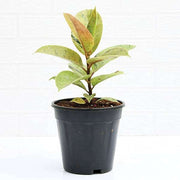 Rubber Tree Shivereana - 5" Pot