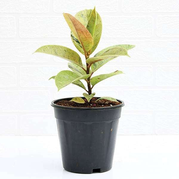 Rubber Tree Shivereana - 5" Pot
