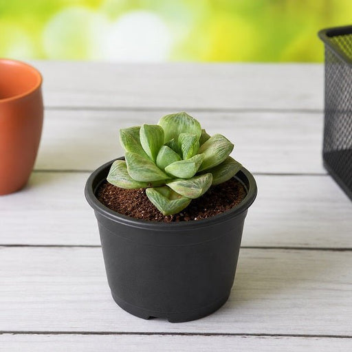 Haworthia truncata Green Rose - 3" Pot